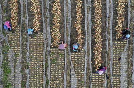지난 2020년 6월 전북 장수군 산서면에서 농부들이 양파를 수확하고 있다.(사진=장수군)